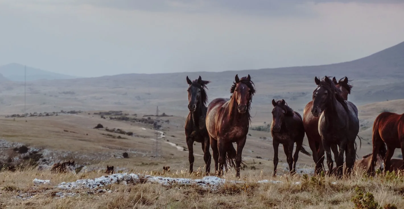 The Wild Horses of Livno: Bosnia's Most Beautiful Secret