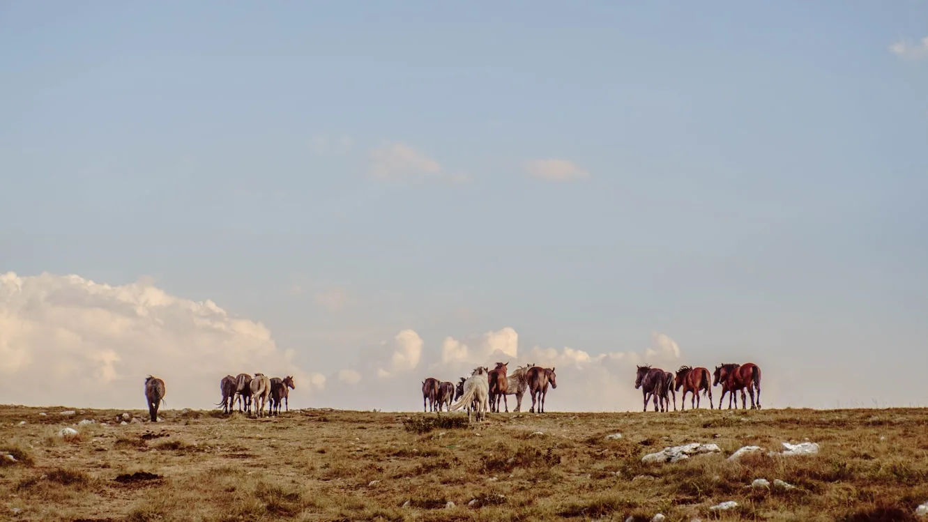 The Wild Horses of Livno: Bosnia's Most Beautiful Secret
