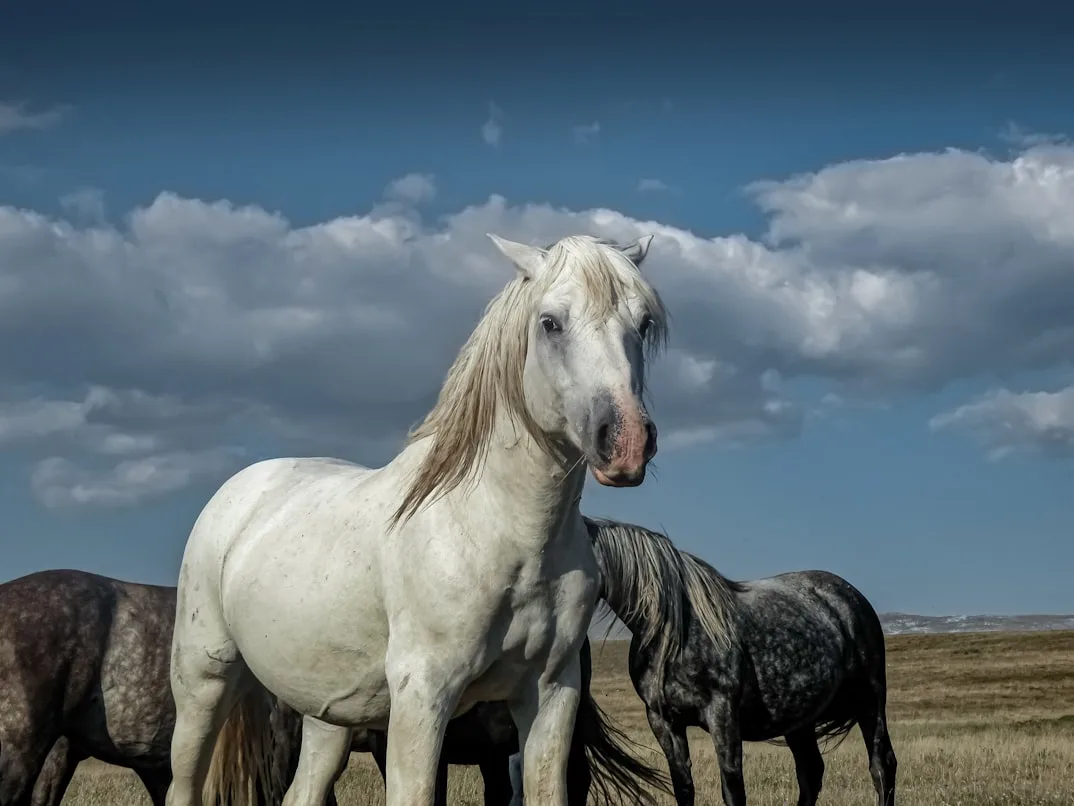 The Wild Horses of Livno: Bosnia's Most Beautiful Secret
