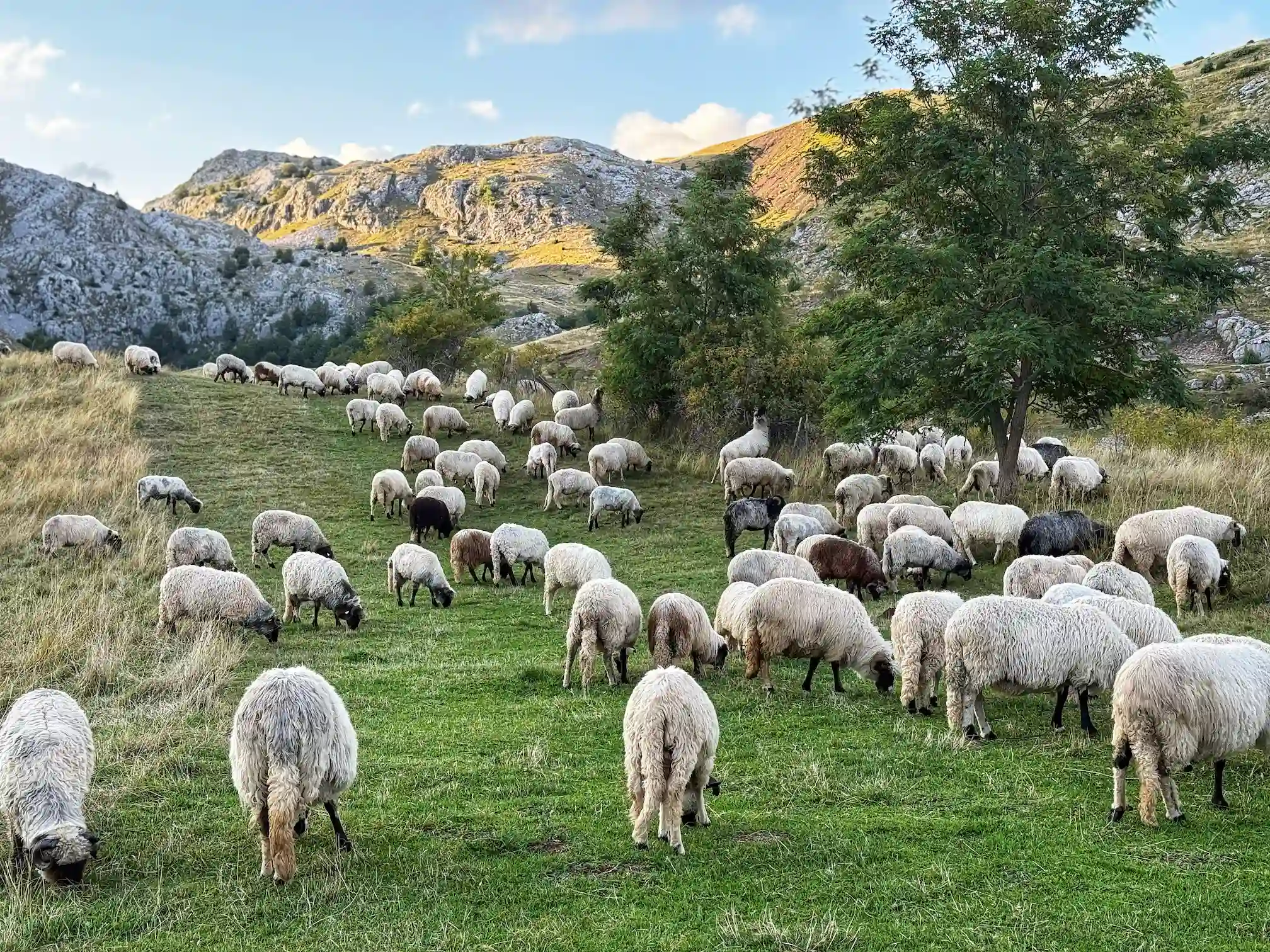 Lukomir Hike: Full Day Trek to Bosnia's Highest Mountain Village 3