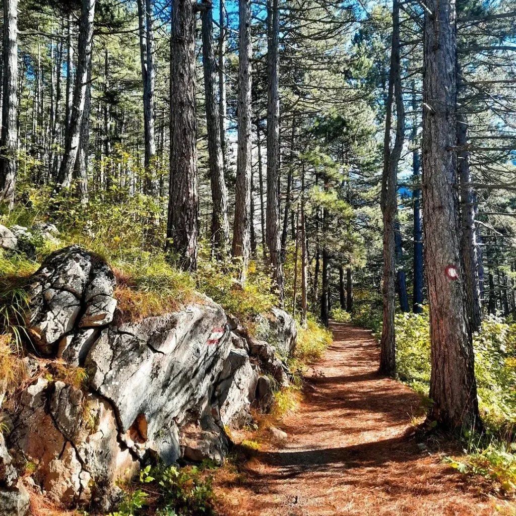 Trebević Full Day Hike: Olympic Mountain & a Local Lunch 7